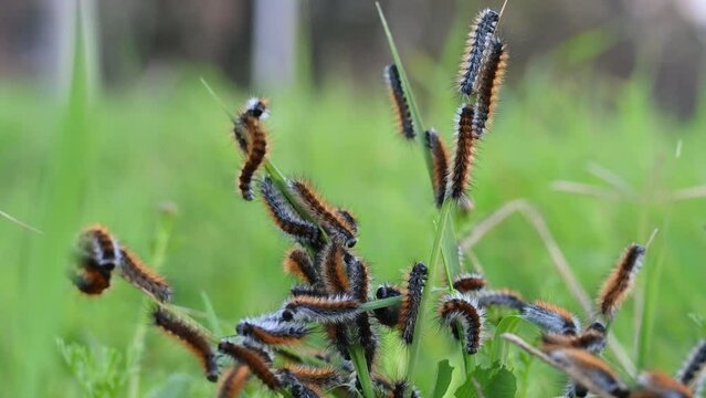 Many red caterpillars of the moth on the grass, Hemileuca maia, on the leaves. Close-up.