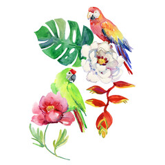 parrot on a branch. Birds and flowers. watercolor illustration. 