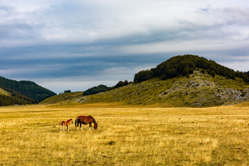 Horse and her foal grazing at summer pasture. Eating grass at field of Gran Sasso national park, Abruzzo mountain, Italy.