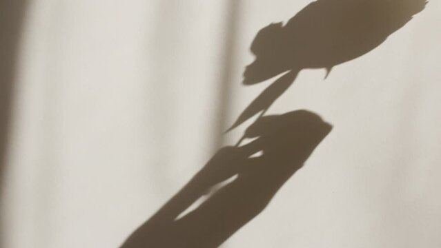 The girl holds a peony flower in her hand. Light and shadows from from leaves of the peony. Transparent soft light and shadow on wall. Space for text. Product presentation, mockup for advertising. 4k