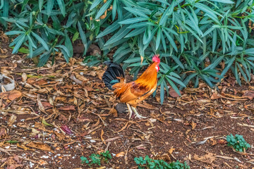 Dwarf wild rooster Red junglefowl outdoors in Puerto de la Cruz in Tenerife, Spain. Male hen with...