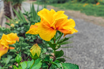 Yellow-orange double hibiscus flower with a bud on a blurred background of a path in a park in...