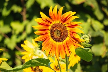 Sunflowers decorative on a garden
