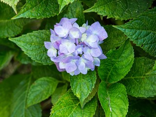 Blue hydrangea inflorescence close up