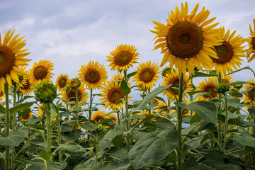 曇り空とヒマワリ