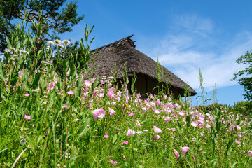 茅葺屋根と月見草