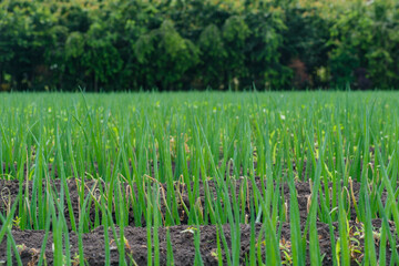 葱畑と林