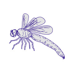Dragonfly Flying Drawing Side
