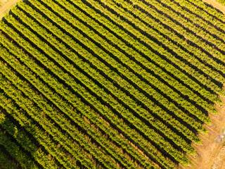 Vineyards in Italy, Aerial view of scenic vineyards in Italy, Beautiful rural landscape, cultivation of wine . Vine of grapes on a plantation