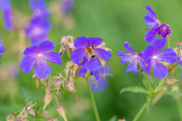 Bumblebee on blue field geranium flower close up