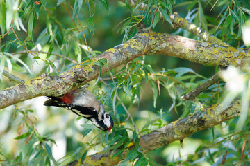spotted woodpecker hangs upside down on a branch