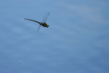  close up of a large flying dragonfly