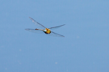  close up of a large flying dragonfly