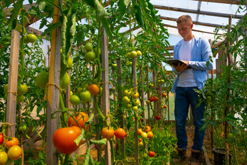 A young agronomist, a farmer with a tablet in his hands, in a tomato greenhouse, studies the quality, non-GMO, and ripeness of tomatoes. Environmentally friendly products.