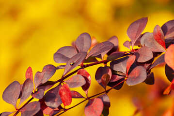 Orange and red leaves close-up. Close-up of barberry bushes. Autumn garden. Autumn sunlight.