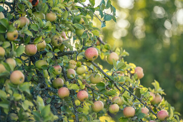 Apfelbaum, erntereif