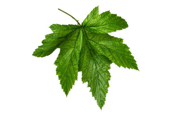A Currant green leaf over white background