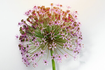 A Pink onion flower over white background
