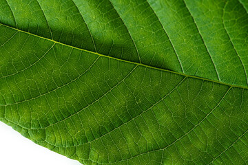 Obraz premium Horizontal image of a green hazel leaf close up with yellow veins. Close up.