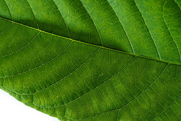Horizontal image of a green hazel leaf close up with yellow veins. Close up.