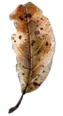 autumn leaf watercolor with transparent background