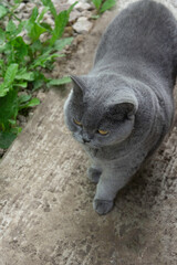A gray cat of British breed walks on a concrete path. Selective focus.