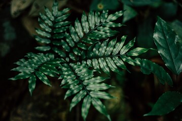 Plant 
leaf in the forest