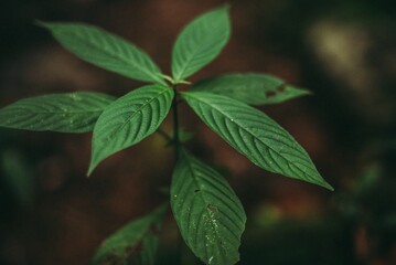 green leaves in the garden