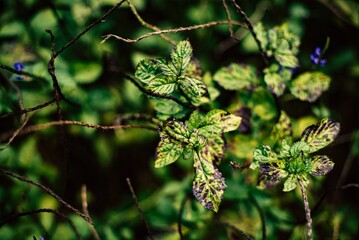 close up of a plant