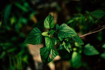 green leaves in the forest