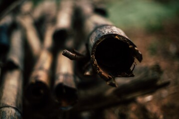 Close. Up of a bamboo