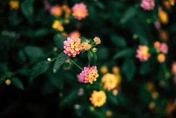 red and yellow flowers