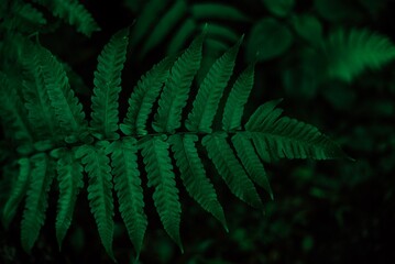 fern leaf in the forest