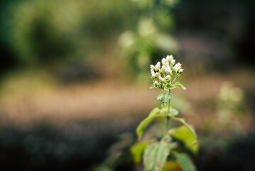 flowers in the garden