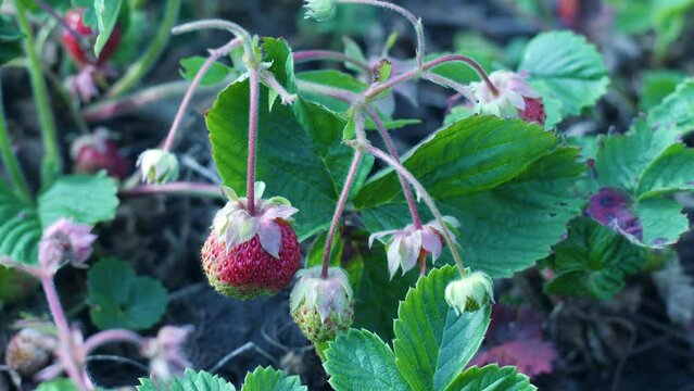 close-up garden strawberry sing grows in the garden. selective focus. growing berry summer. fruit garden, agriculture, useful berries, young strawberries on a plantation