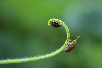 ladybug perched on a beautiful thread on a green background
