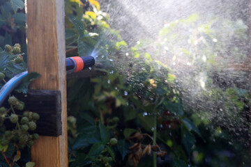 A garden hose pipe in use this morning to water plants at a time when hospipe bans are being considered in many European countries to cope with the dry summer and the severe widespread drought. - obrazy, fototapety, plakaty