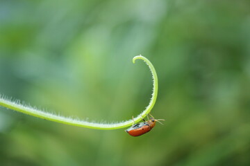ladybug perched on a beautiful thread on a green background