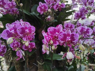 Moth orchid or Phalaenopsis are one of the longest blooming orchid genera