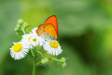 a scalet  hairstreak that is a  butterfly on the flower.