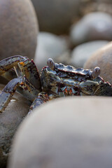 crab on the beach