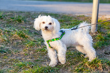 Walking cute Bichon Frise puppy on a leash in green grass outdoors
