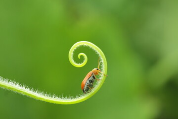 ladybug perched on a beautiful thread on a green background