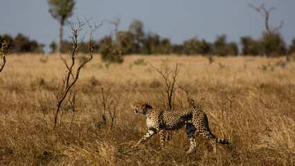 Obraz na płótnie Canvas a Female cheetah on the move during the dry season