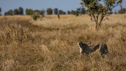 a Female cheetah on the move during the dry season