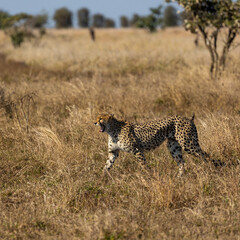 a Female cheetah on the move during the dry season