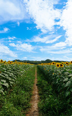 青空とひまわり畑