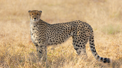 a Female cheetah on the move during the dry season