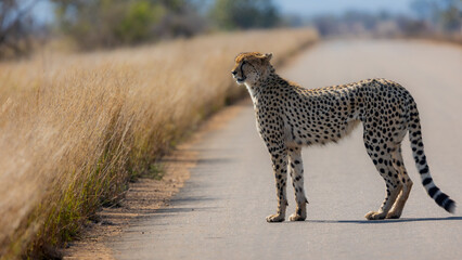 a cheetah on the road