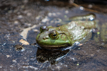 Frog